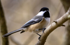 Bird on branch