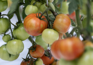 tomatoes at sustainable nantucket