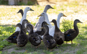 Ducks at My Grandfather's Farm