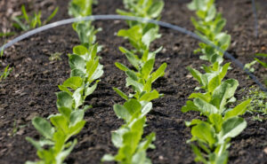 Rows of lettuce at My Grandfather's Farm