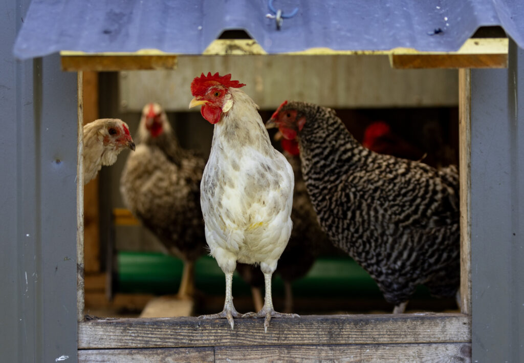 Chickens at My Grandfather's Farm