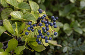 Wild berries