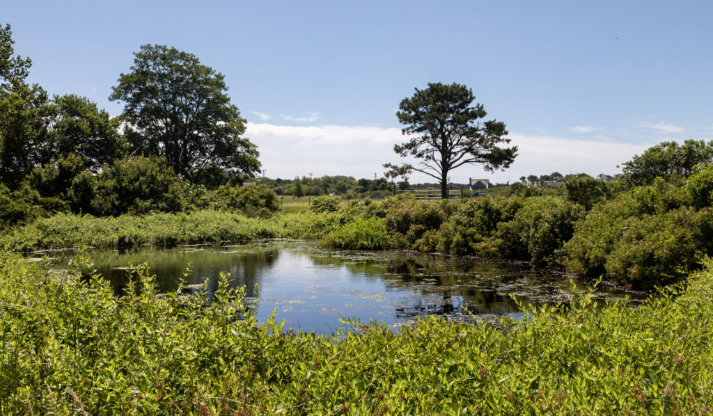 Wetland at My Grandfather's Farm