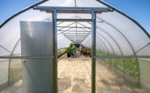 The greenhouse at My Grandfather's Farm