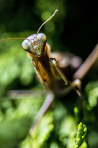 Praying Mantis