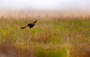 Red-winged blackbird at Head of the Plains