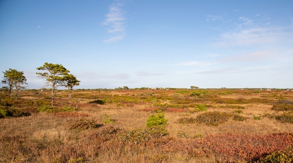 Smooth Hummocks Coastal Preserve - Nantucket Land Bank