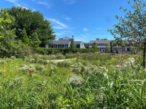 Rain Garden vegetation